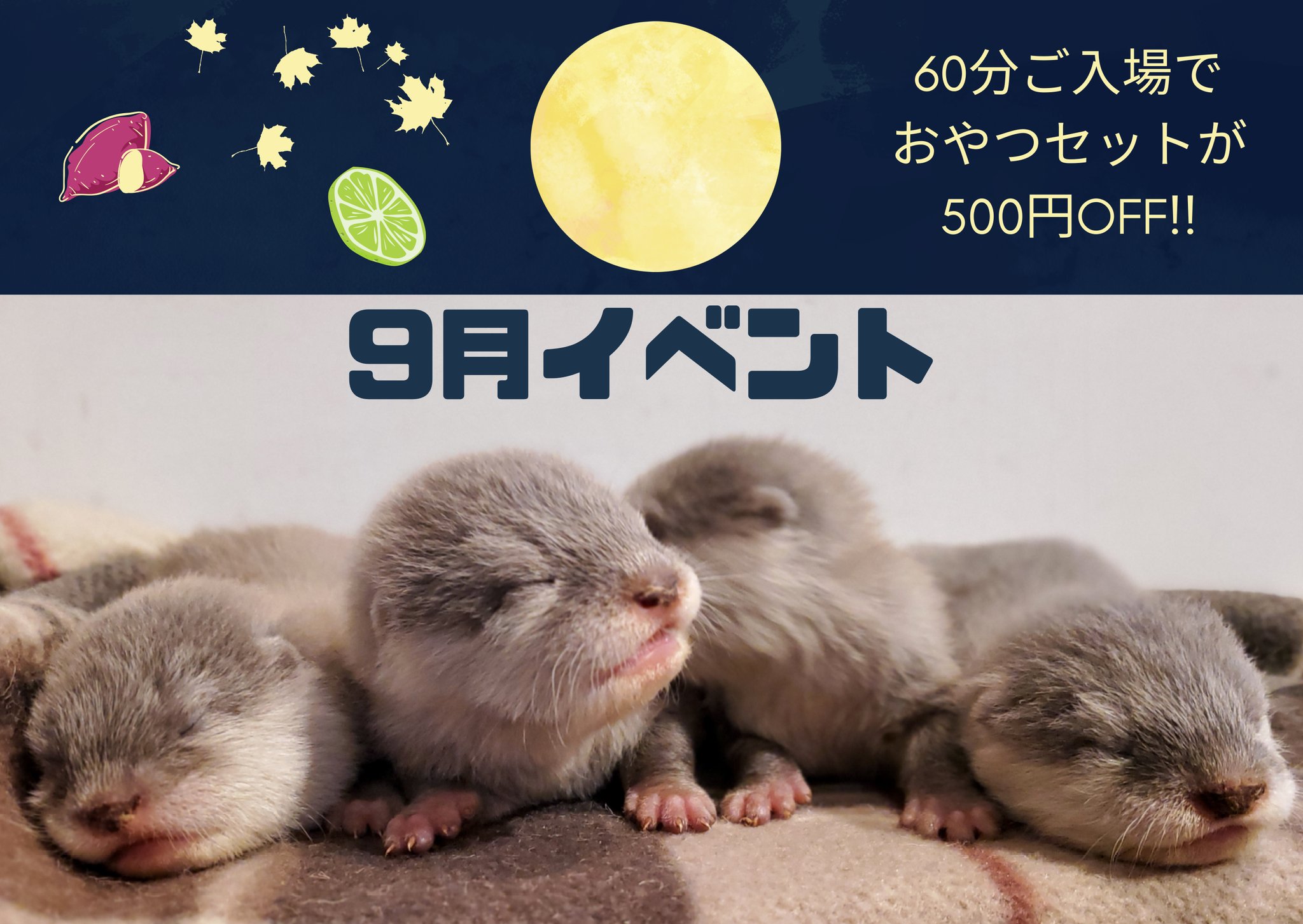 カワウソカフェ Harry原宿テラス店 Zoocafe Harry Twitter
