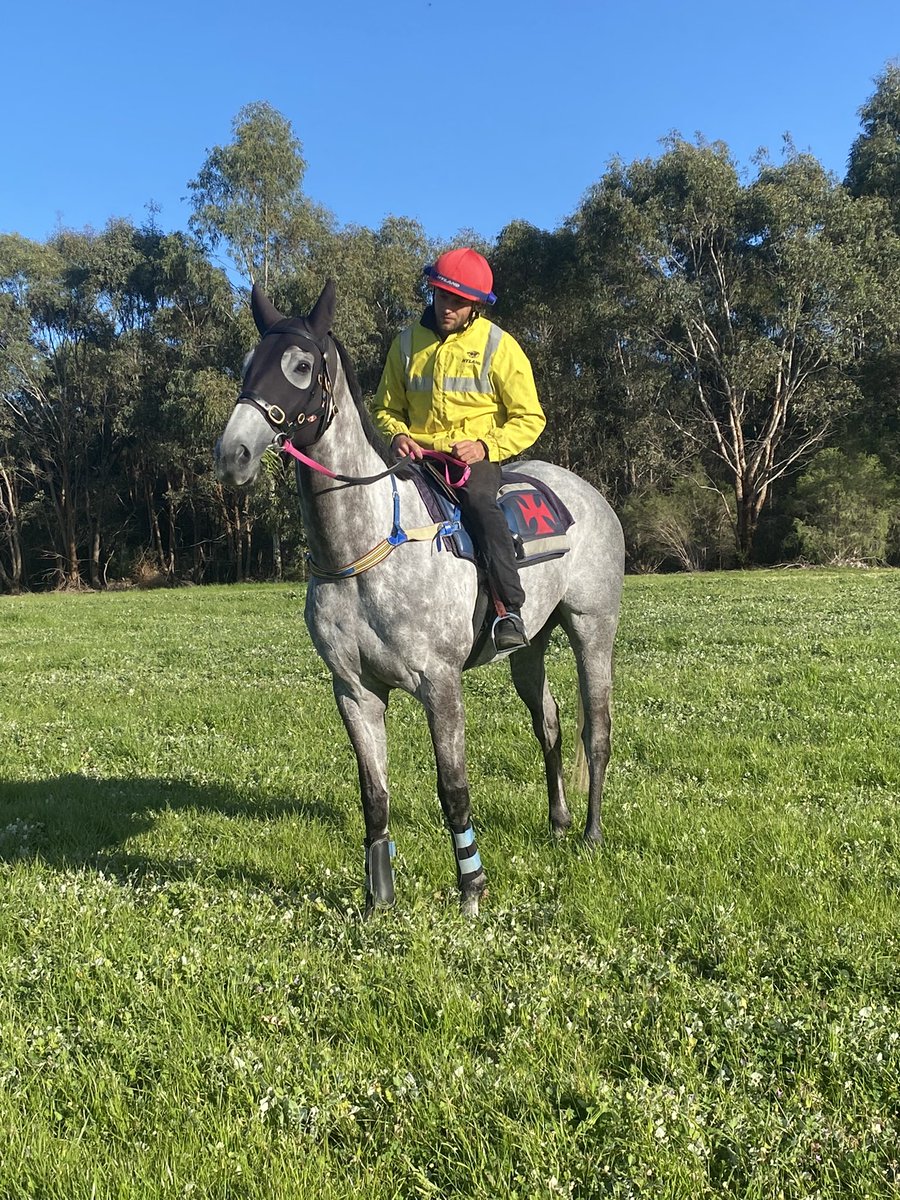 #nowhiteflag ready for Saturday’s Jolly Beggar Stakes 👌🏻🤩🙌🏻
