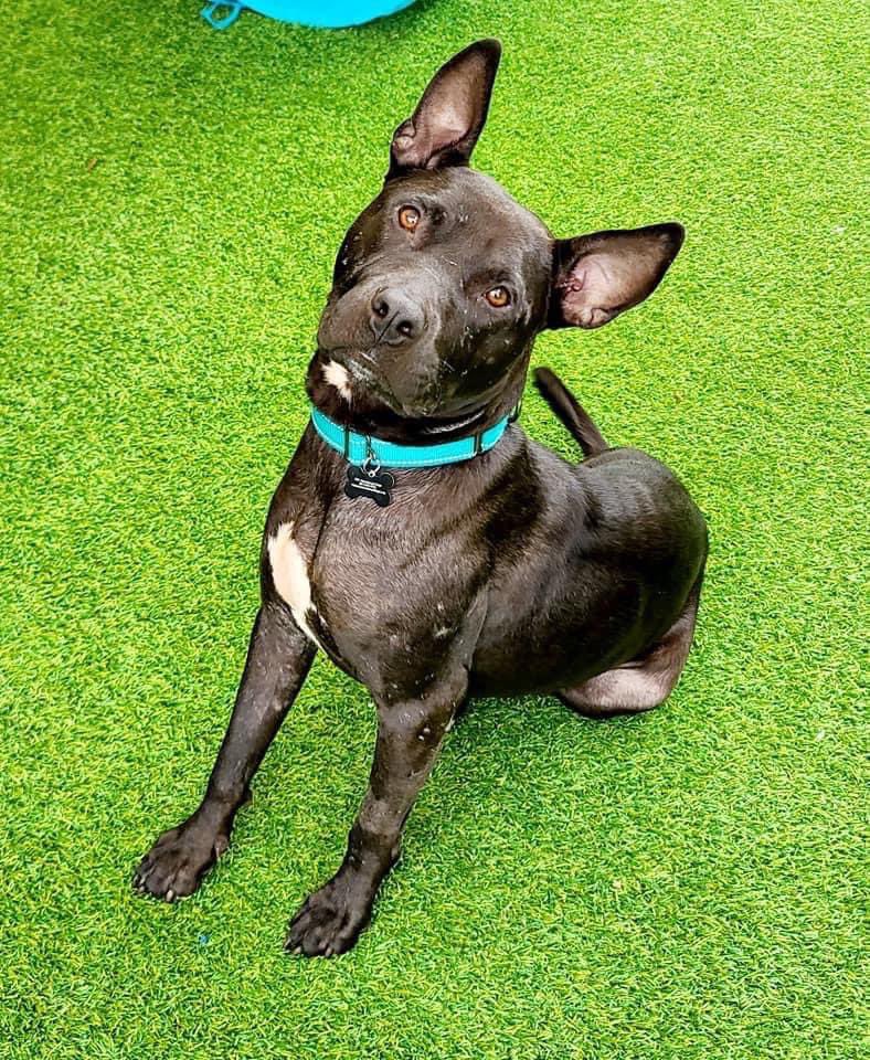 100+ Abandoned Dogs tweet media