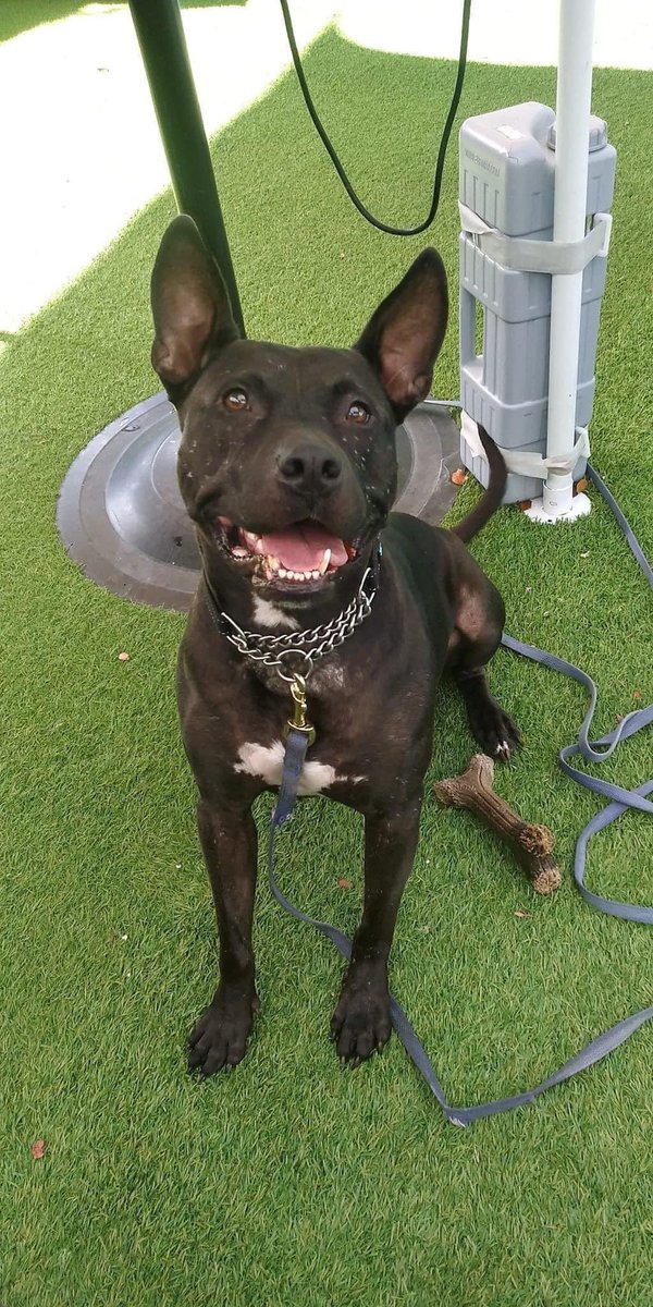 100+ Abandoned Dogs tweet media