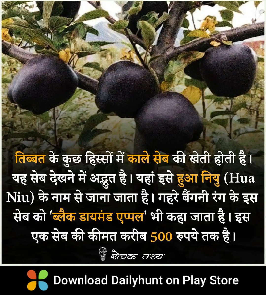 DrsultanKhan10's tweet photo. क्या आपको पता है काले सेब की खेती कहाँ होती है

डेलीहंट पर इस तरह की सर्वोत्तम विषय प्राप्त करें
https://t.co/6KCGqwcUD1
Source : "Taaza Tarrar" https://t.co/JMvNd9ey46