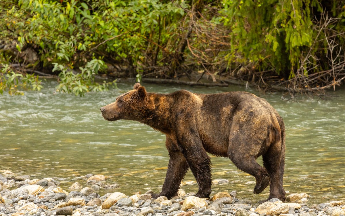 Wilderness Tourism Association (@wtaofbc) on Twitter photo From the first Grizzly Bear viewing trip of the year with <a href="/EagleEyeAdv/">Eagle Eye Adventures</a> !
#ExploreBC #WildernessTourismBC #ExploreWildBC #BearViewingBC
π·: <a href="/EagleEyeAdv/">Eagle Eye Adventures</a> From the first Grizzly Bear viewing trip of the year with <a href="/EagleEyeAdv/">Eagle Eye Adventures</a> !
#ExploreBC #WildernessTourismBC #ExploreWildBC #BearViewingBC
π·: <a href="/EagleEyeAdv/">Eagle Eye Adventures</a>