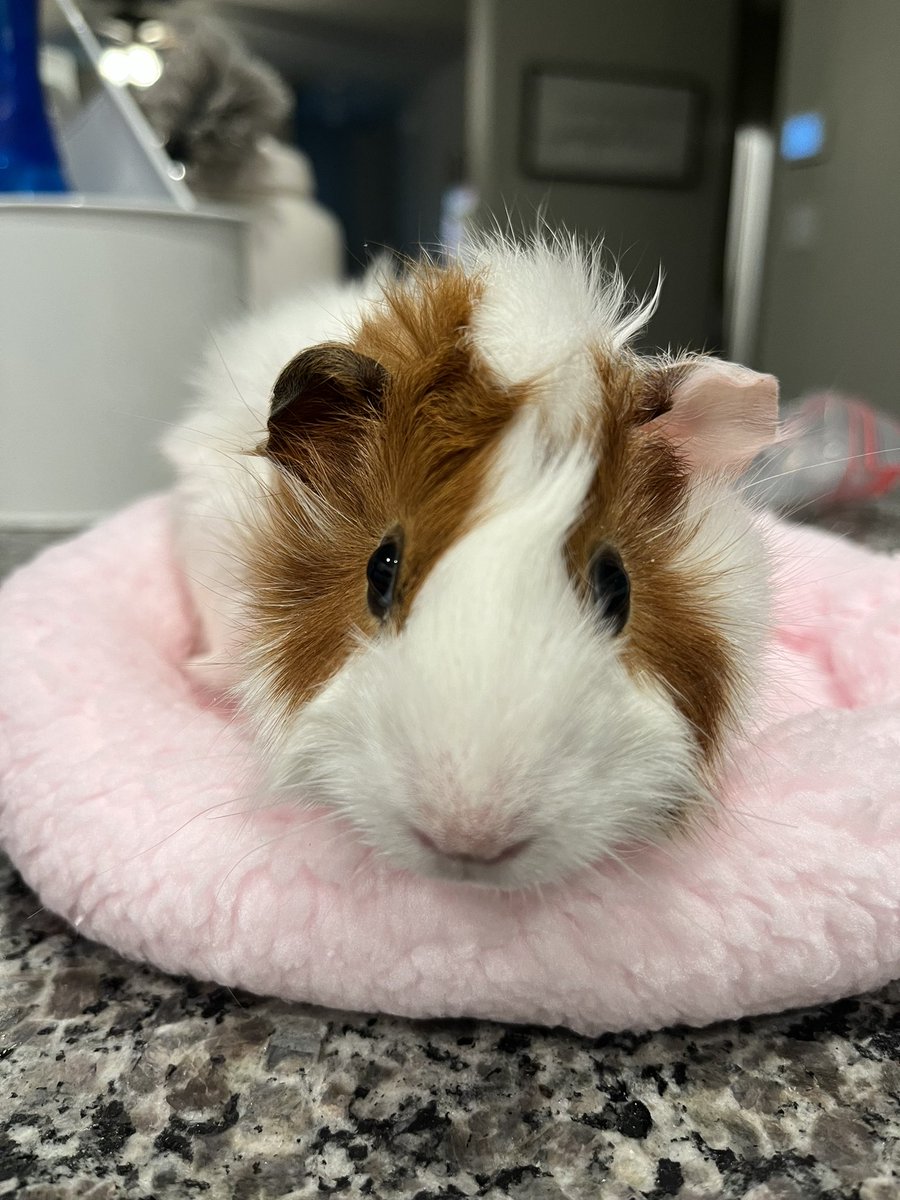 Ms_Prickett's tweet photo. Moosie, our class pet, has arrived!! She will go to school next week! Thank you @PetsinClassroom for making this possible!! #GCGiants #classpetsuccess #crusadermoosie https://t.co/IQTpN4gM62