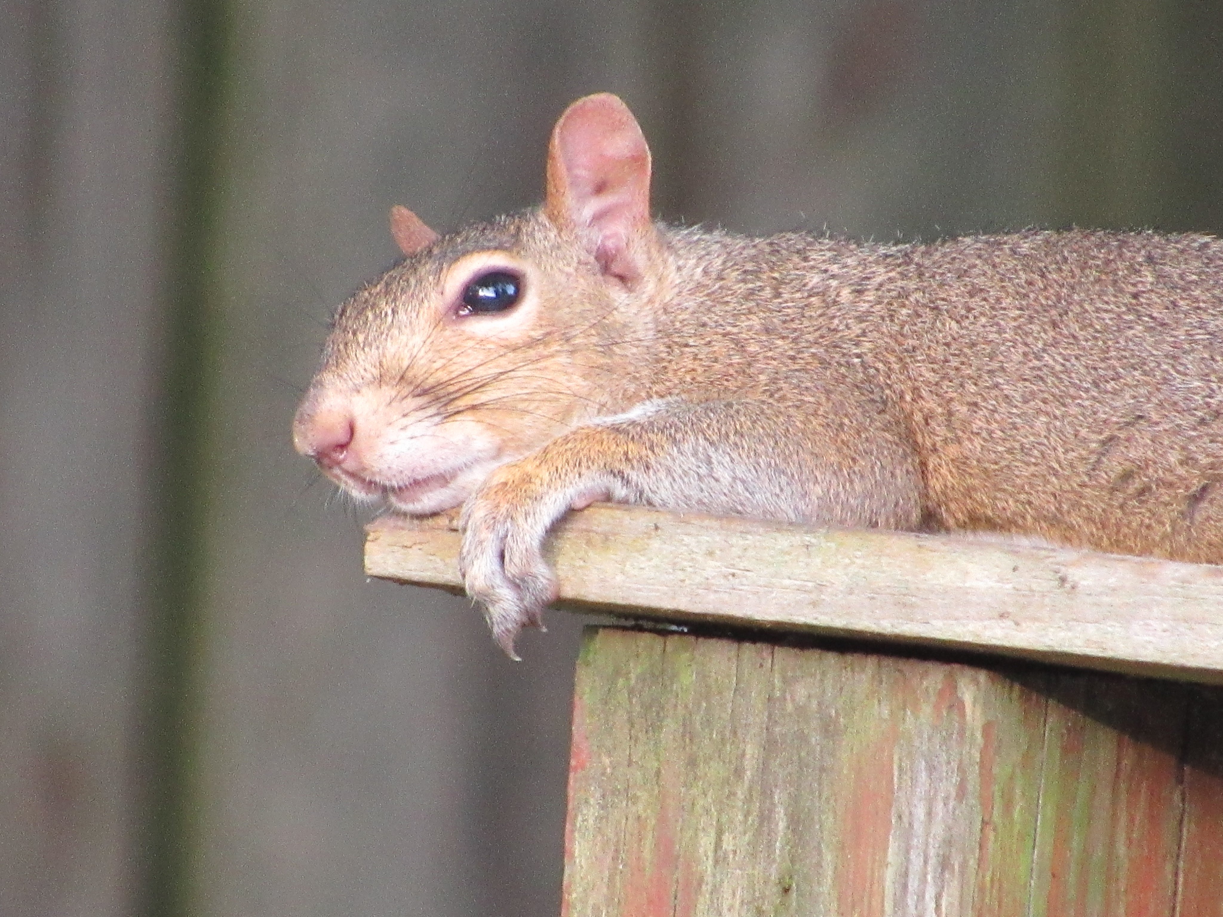Squirrels of Boise, Idaho (SquirrelsLos) / Twitter