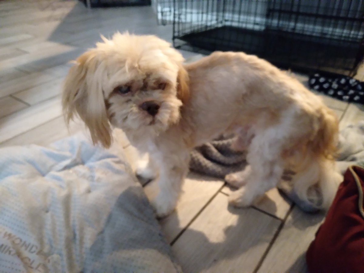 DevouringEye's tweet image. Today is Dante's 17th birthday, happy birthday you sweet friend