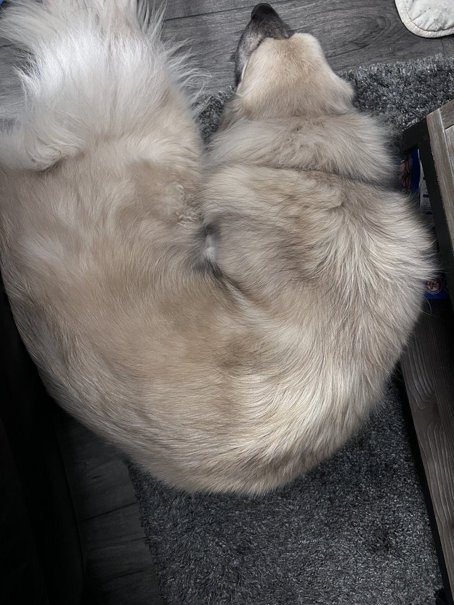 hollywoodborn's tweet photo. Pretzel dog…
#howisthiscomfortable
#doga
#Harlow
#wishiwerethisflexible
@shardik_ncp https://t.co/5MtJgCB8hC