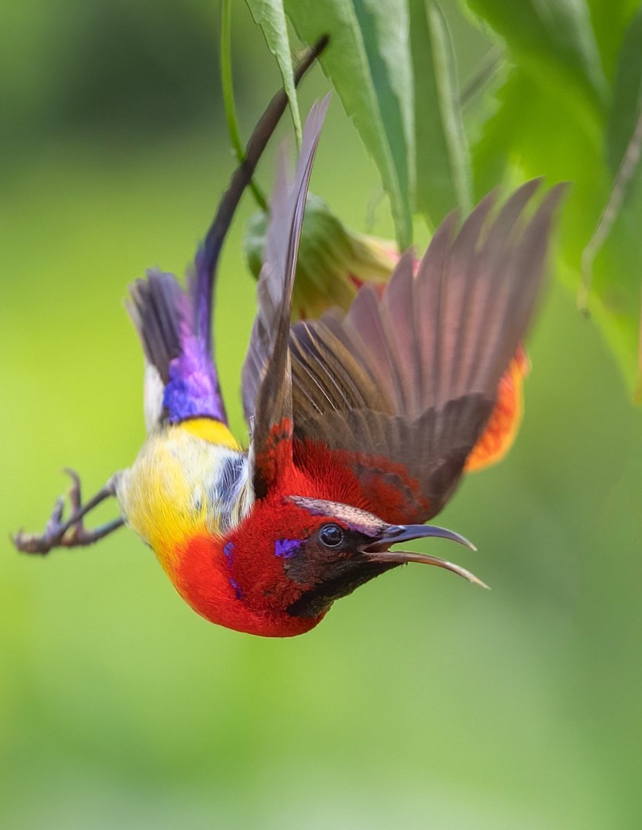Mrs. Gould's Sunbird

#birds #nature #photos
#LovelyBirdsInChina
