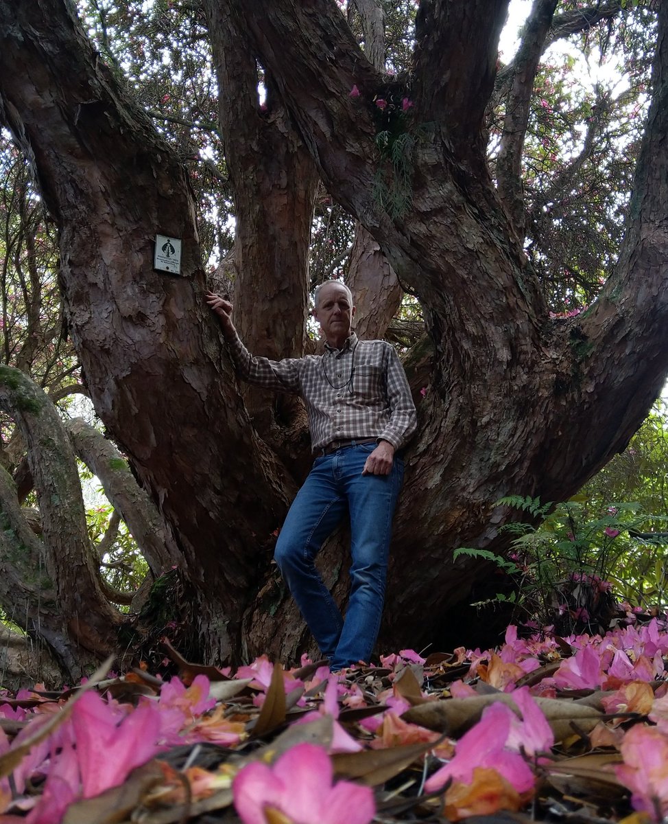 NZ Notable Trees tweet media