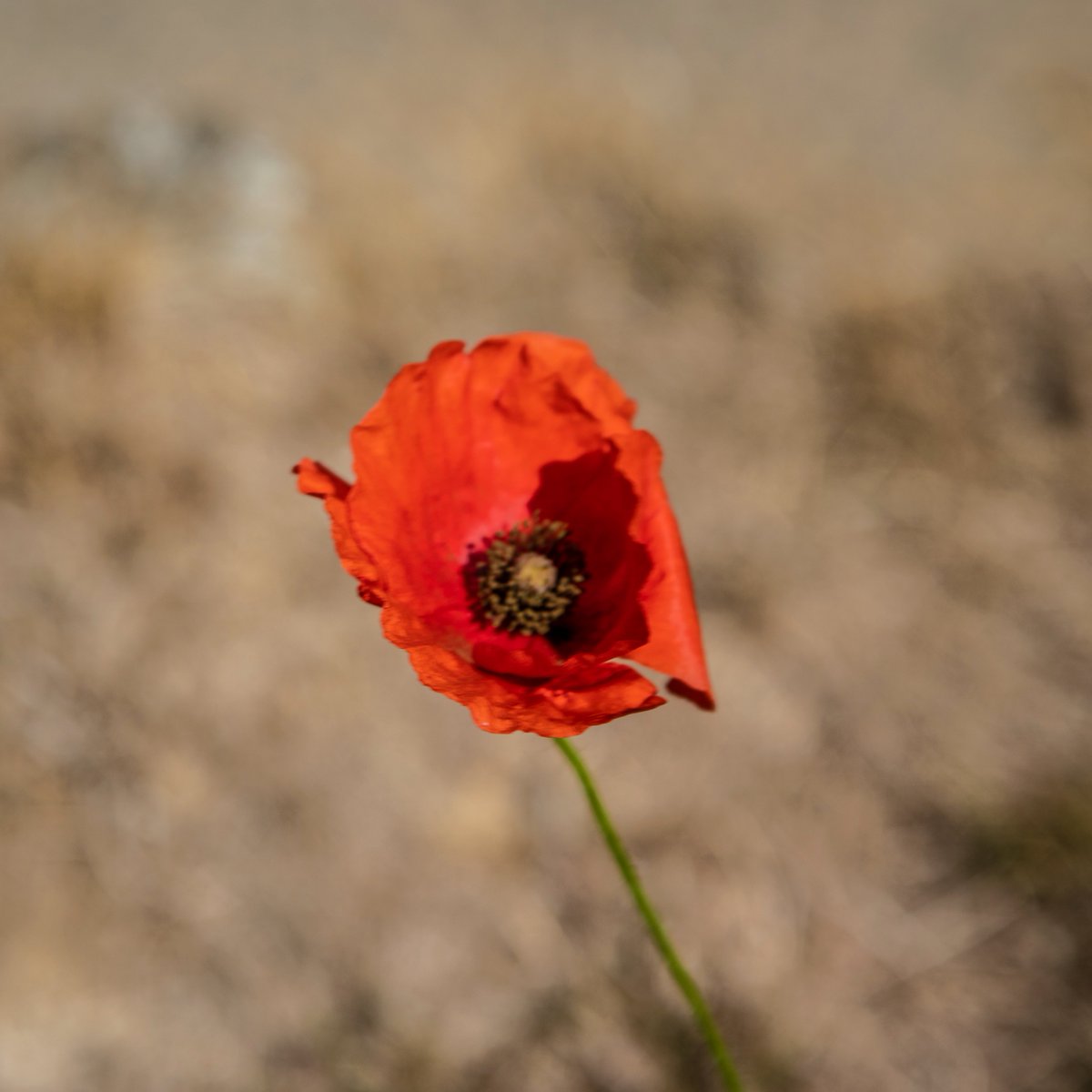 philcfoto's tweet photo. A single poppy, Nash, Buckinghamshire.
Taken: Aug 29, 2022
Canon EOS 5D Mark IV
Canon EF 24-105mm f/4L IS USM
105mm ƒ/6.3 1/250s ISO 100 #ukcountryside #poppy #macrophotography https://t.co/4c8n4nmghI