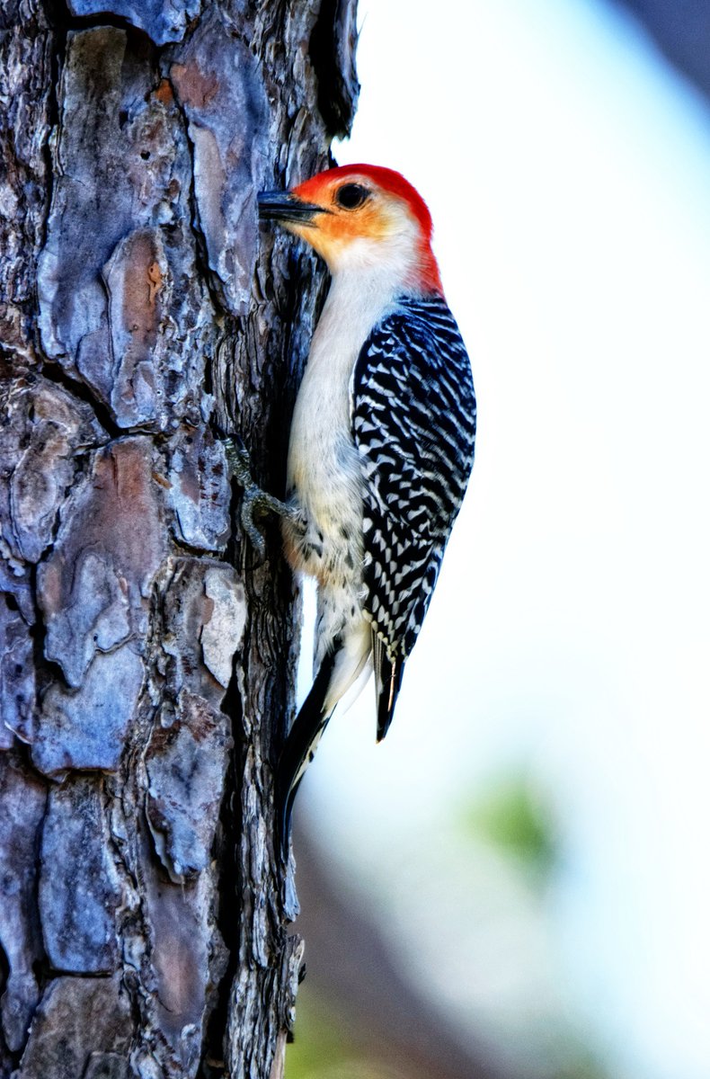 SparksCooks's tweet photo. Another offering for #WildlifeWednesday is this red-bellied woodpecker. Florida Birding Trail, Perdido Key Area
#GFBWT #USFWS #USDA #USFS #Florida #bird #birding #birdwatching #birder #birdwatchers #nature #birdphotography #birdsofinstagram #naturephotography #naturelovers https://t.co/0XIgV2pyBR