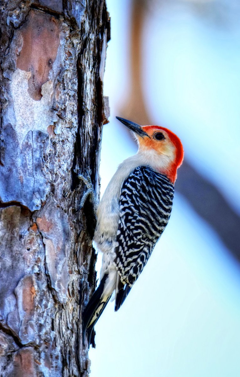 SparksCooks's tweet photo. Another offering for #WildlifeWednesday is this red-bellied woodpecker. Florida Birding Trail, Perdido Key Area
#GFBWT #USFWS #USDA #USFS #Florida #bird #birding #birdwatching #birder #birdwatchers #nature #birdphotography #birdsofinstagram #naturephotography #naturelovers https://t.co/0XIgV2pyBR