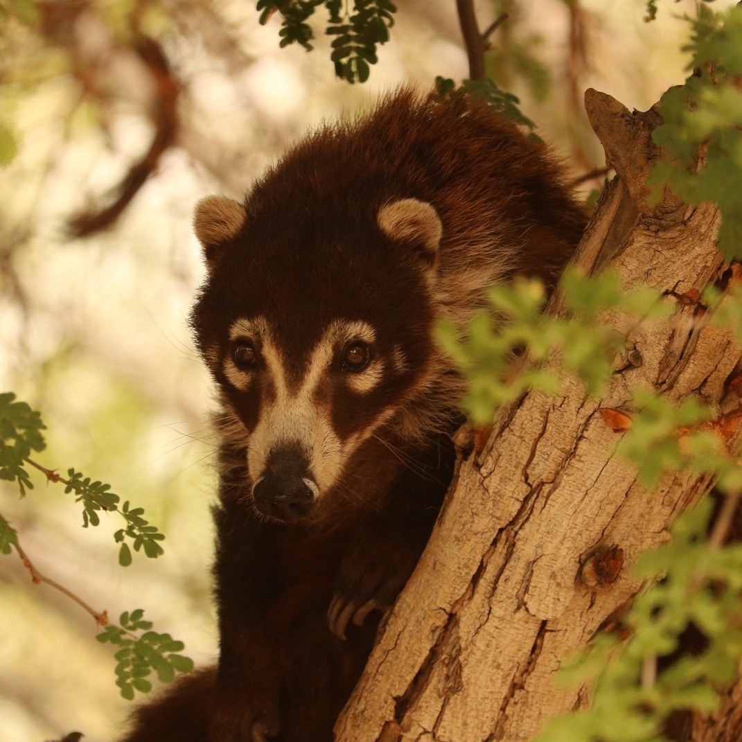 Peekaboo! Some coati close-ups for you📸 #TheLivingDesert