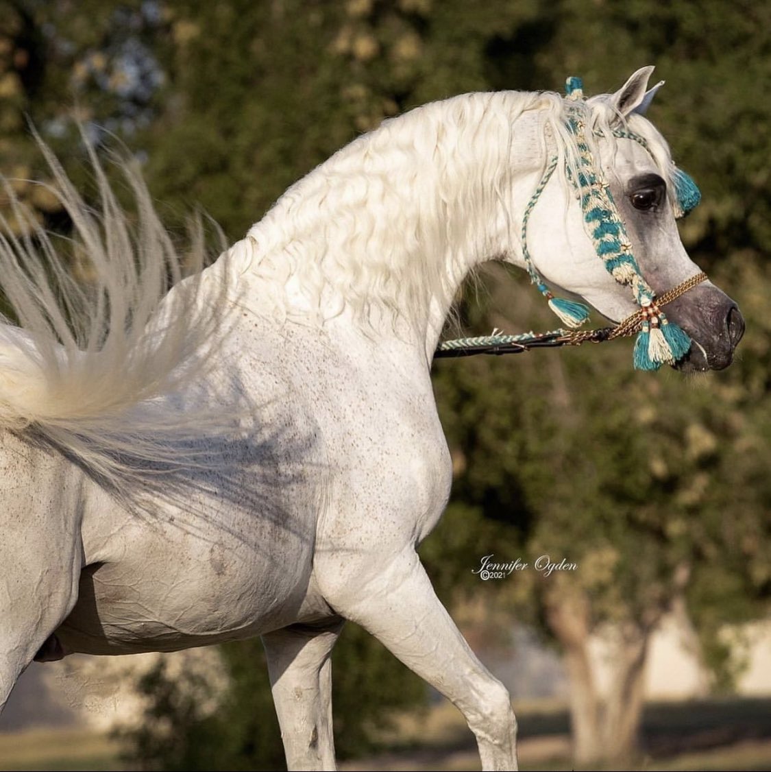 عسى مساء اليوم يكون أجمَل ۆعسى آيامنا كلھہا خِير '♡”
#مـساء_الخير 💙.