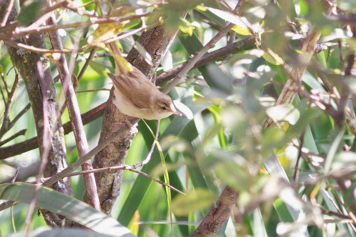 patricksafford_'s tweet photo. Found this lovely Paddyfield Warbler at Mire Loch, St Abbs Head, Borders this afternoon - was present until dusk and roosted in the bullrushes by the boathouse. Nice to hear it call too, a tack with a hint of a chack. Bring on the autumn! https://t.co/rEd1O9WWPf