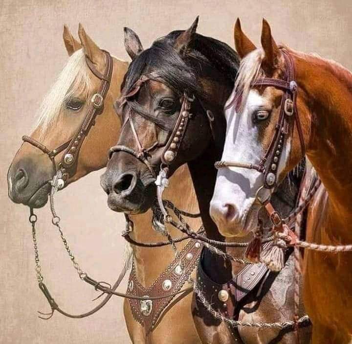 لا يشغلني من أساء إلي فلست أجاريه...... 
إنما يشغلني من أحسن إلي كيف أجازيه..... 💞