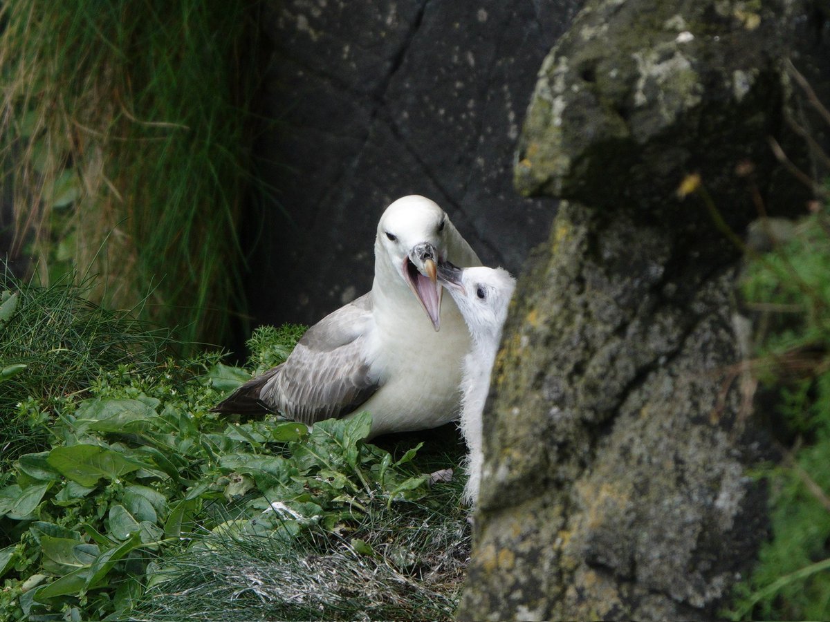 Return to Rathlin ❤️ 🥰 @natureofrathlin <a href="/Natures_Voice/">RSPB</a> <a href="/RSPBNI/">RSPB NI</a> <a href="/BirdWatchIE/">BirdWatch Ireland</a> <a href="/_Stickybeak/">Rathlin Stickybeak</a> <a href="/Ncoastnature1/">Northcoast Nature</a> @Rebecca_Tanner_ <a href="/BBCSpringwatch/">BBC Springwatch</a> <a href="/AnnieS_wildart/">Annie Safford</a> <a href="/UlsterWildlife/">Ulster Wildlife</a> <a href="/Trev_theTrainer/">TWA</a> <a href="/dgpixphoto/">Danny Gibson</a>