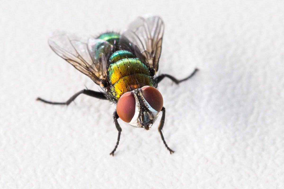 #Cooma peeps - are you ready for the upcoming fly🪰 season? What's your plan? 
It won't be long until the flies are on the move in your flock. 

We're running a #SIMPLIFLY workshop in Cooma on 5th September! 
Here is the rego link to book in today: 123tix.com.au/events/34655/s…