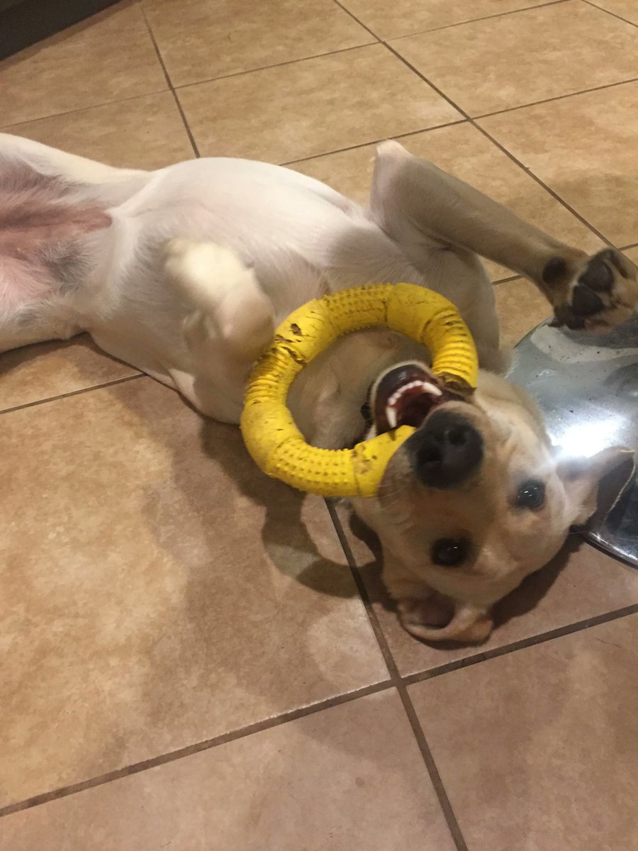Lucy is a 7-year-old Yellow Lab who loves frisbees, tennis balls, and naps. Lucy's human is Mikayla Sargent, OMS-II.