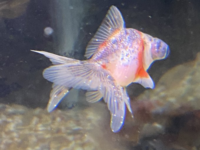 金魚が黒くなるのはなぜ 黒斑病や黒ソブの症状や原因 治療方法とは きんぎょりうむ