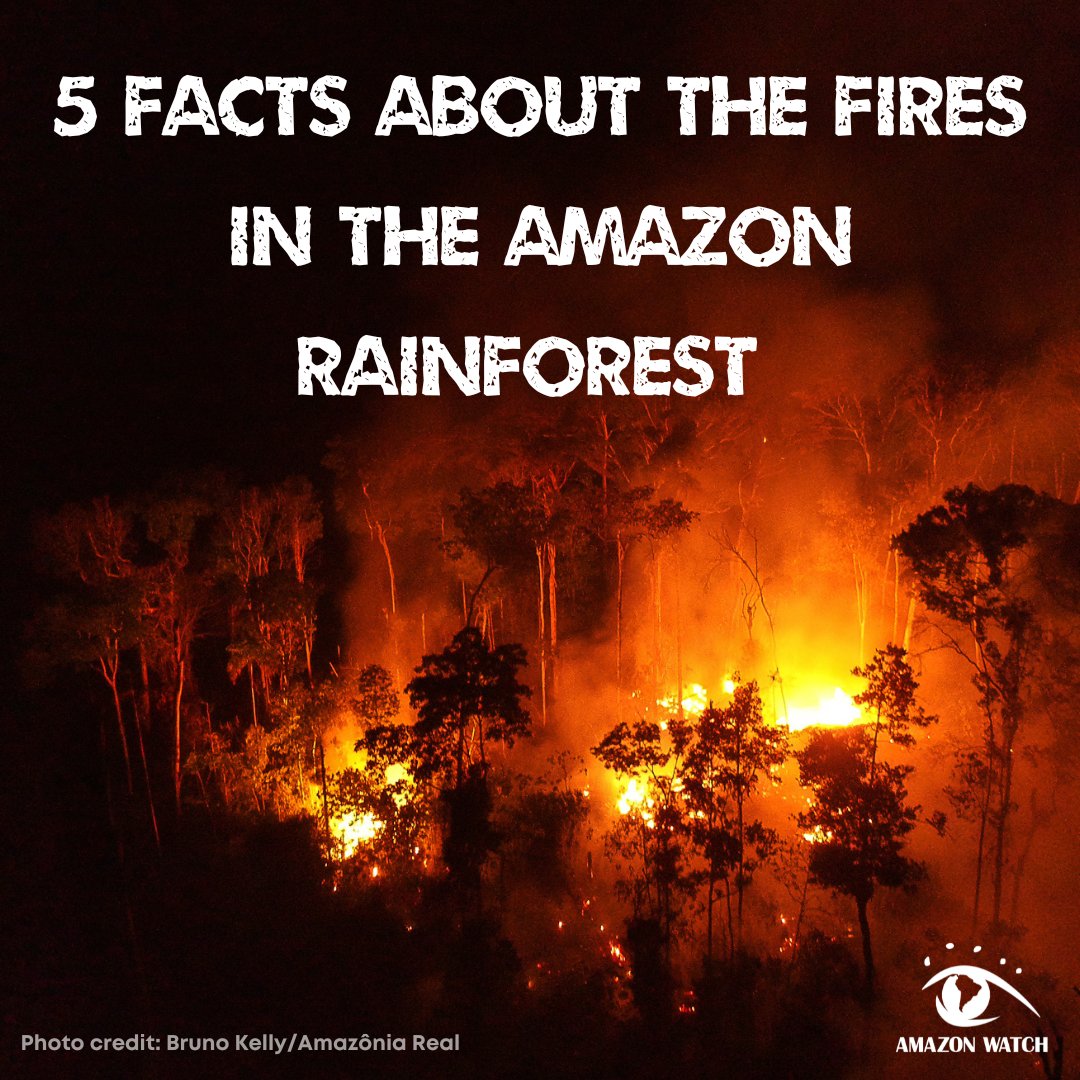amazonwatch's tweet photo. 🔥 Fires are currently taking over the Amazon rainforest. In Brazil, the worst fires in over a decade during the month of August were recorded. Here are 5 things you should know about the fires in the Amazon. #AmazonCeaseFire 🧵1/7 https://t.co/qGax88O8HV