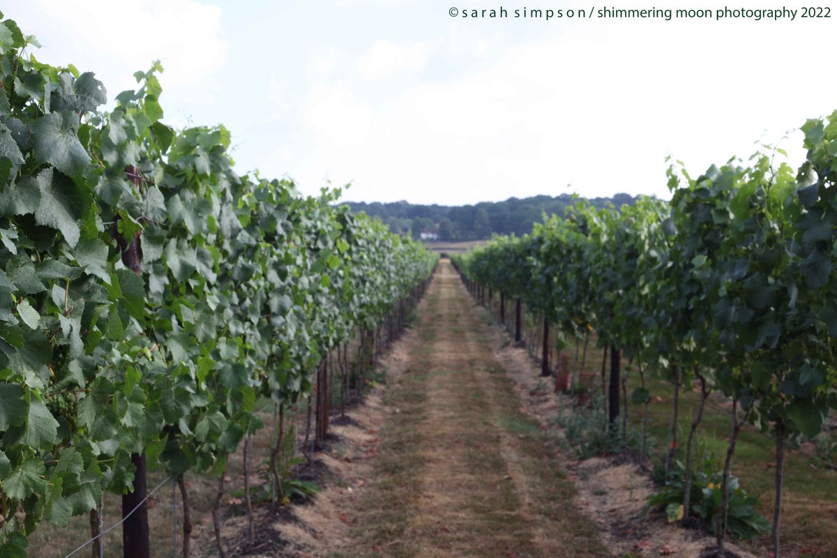 shimmeringmoon_'s tweet photo. The vines with ripening grapes at @BalfourWinery on the Hush Heath Estate in Kent.  #kentcountryside #kentproduce #kentbusiness #kentfarming https://t.co/f5eiXaSI4Y