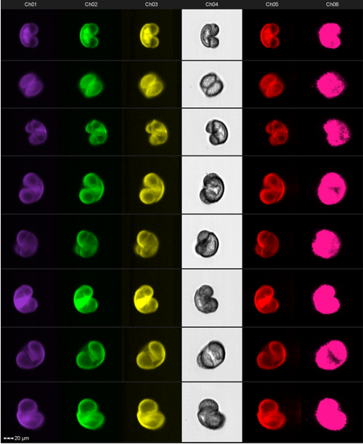 DrAnnPower's tweet photo. Is it wrong to have a favourite #pollen type? #Pine has to be up there... large grains with those distinctive air sacks? Here #imagingflowcytometry shows beautifully the variation in grains from rotation.
#microscopy #imagestream #pinus #palynology #biology #science #biology https://t.co/4wNAZMU8xQ