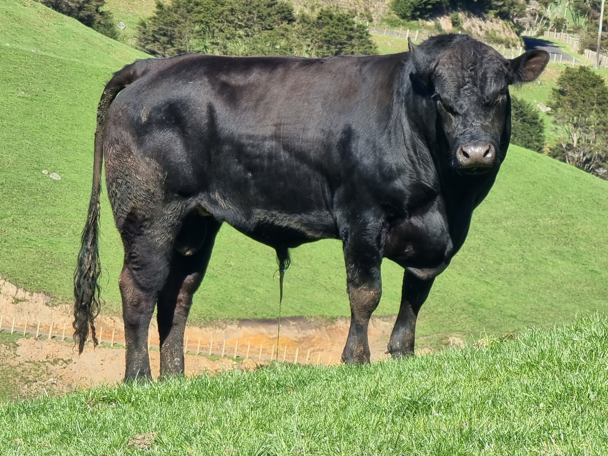 Farmgirllacy'S Secret To Viral Fame? You Won'T Believe This! - j1exzui