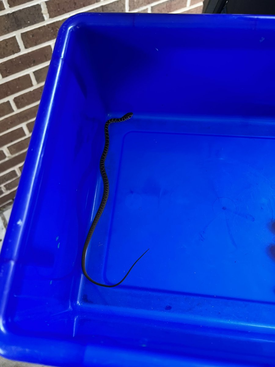 KontersVCSSci's tweet photo. Today’s adventures @HHSK8Knights, we wrangled a snake from a classroom. Does this count for other duties assigned? #vcsscientists https://t.co/Gt8qWuI0SF
