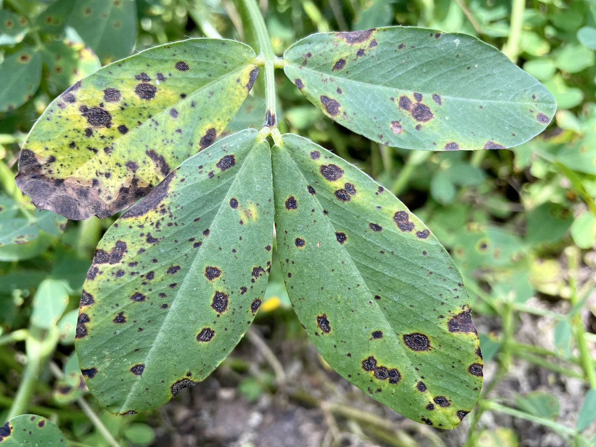 Beautiful epidemic of Early Leaf Spot (i.e., if you are a plant pathologist!) - otherwise, I hope you avoided this by spraying #Provysol in your 🥜 #Georgia18RU