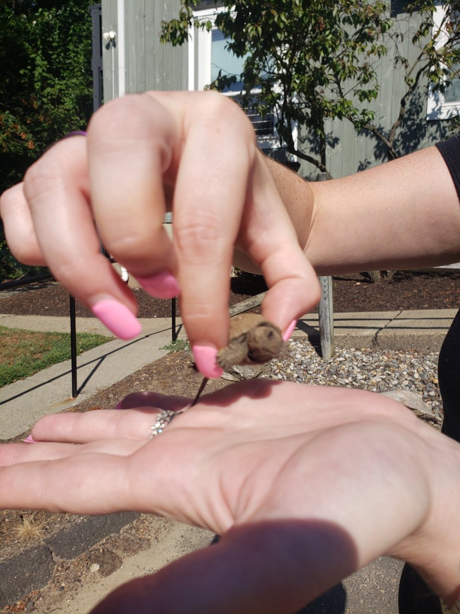 I spent my morning saving 25 baby 🐢 turtles.. my heart ❤ is full