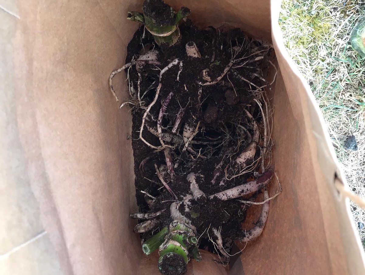 maryhodgins9's tweet photo. Had to lift some of the #Dhalias prematurely because of water ๐ฆ shortage.
Step by Step for overwintering
1. Cut back & allow to dry out.
2. Brush off old compost.
3. Store in brown paper bags with a little fresh compost.
4. Donโt forget to label ๐ท
#Gardening #dhalias https://t.co/6LMMMNxwCN
