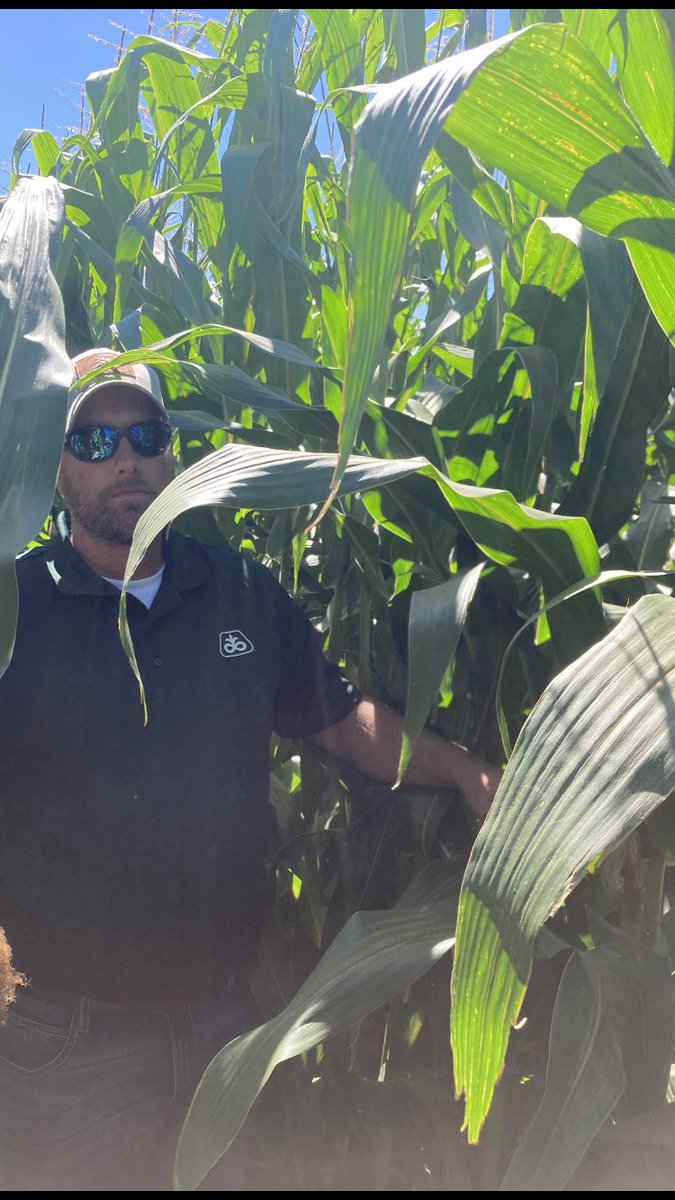 RetzlaffDoug's tweet photo. Thanks You to Pioneer’s Senior Livestock Nutritionist, Adam Krull from Johnston IA coming all the way to Carrington ND to visit growers and checking out Pioneer’s BMR P9884Q today! #pioneer #BMR #Corn #P9884Q https://t.co/p8nA9d4x1W