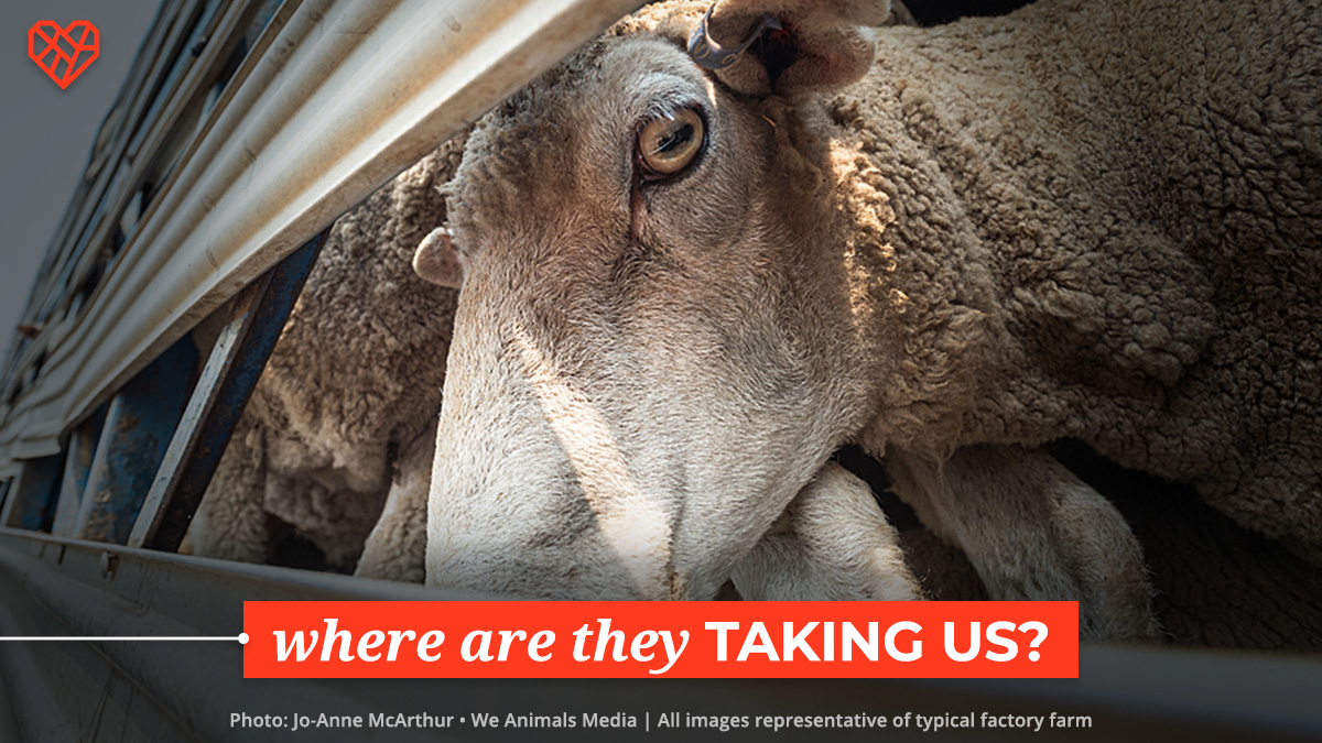 The Humane League (TheHumaneLeague) / Twitter