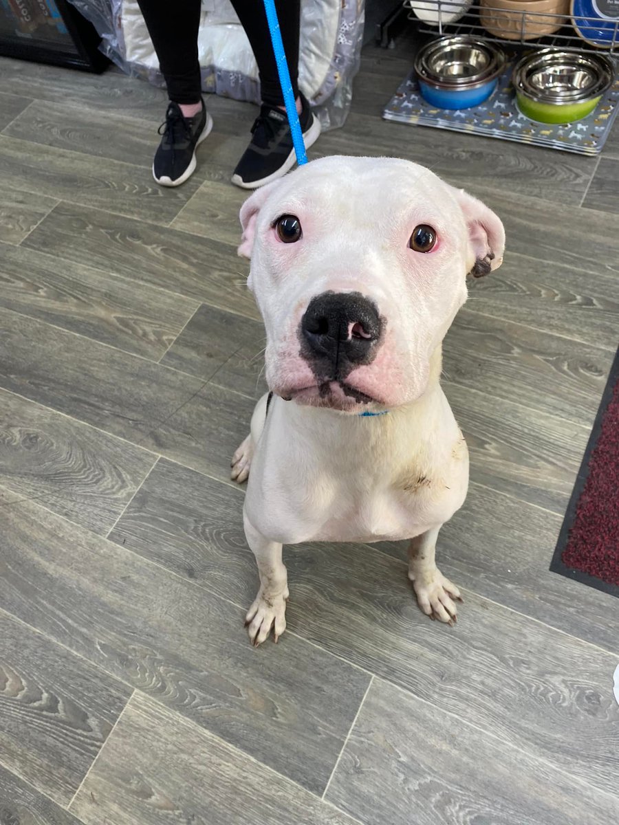 The_Animal_Team's tweet photo. #AmericanBulldogX under 1yo, found #straying in #Tonypandy #RCT #Wales 31/8. Clearly been nursing pups recently so Rescue are concerned about them too. She's underweight & coat soaked in urine. Any info at all, please☎️01443 226659 in confidence. https://t.co/CaW85DgHW1 #dogs https://t.co/0Ux3awBLZ0