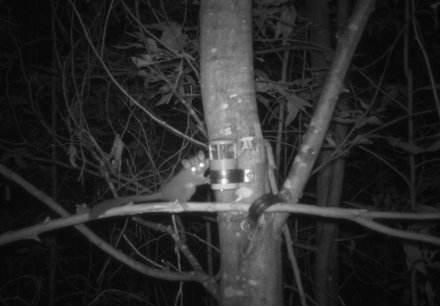 TreetecNetAu's tweet photo. September is #BiodiversityMonth! We are so lucky to share our country with gorgeous critters like this Leadbeater's Possum. Let’s make an effort to connect with nature and learn more about Australia’s biodiversity this month. #GetIntoNature #AustralianWildlife. @ConservationReg https://t.co/7sOrpiyz2t