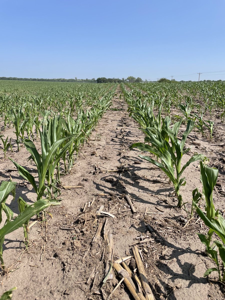 AlecIbach's tweet photo. What a year for this ⁦@ChannelSeed⁩ 214-22stx. This number is so dang good. #corn #nebraska #farming https://t.co/tbt87mQx7c
