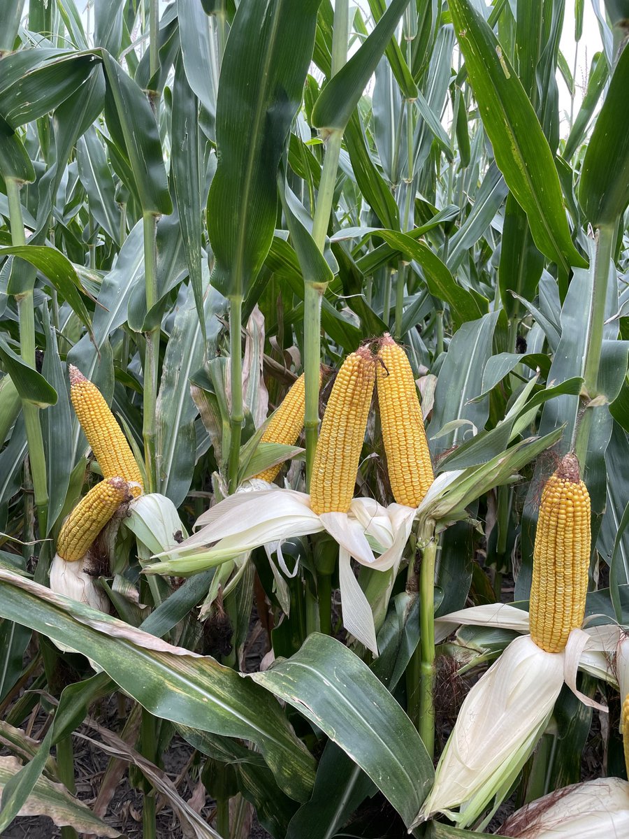 AlecIbach's tweet photo. What a year for this ⁦@ChannelSeed⁩ 214-22stx. This number is so dang good. #corn #nebraska #farming https://t.co/tbt87mQx7c