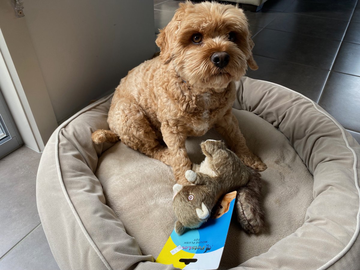 lyndalbox's tweet photo. A word of warning about accessibility overlays. 
They are often used to fix website issues, but many don't do what the supplier says they will do!

“Hi, I’m Hubert.
You didn’t believe it when they told you this squirrel was real, did you?”

#Learning #Accessibility #Geelong https://t.co/Gw9uMStq1Z