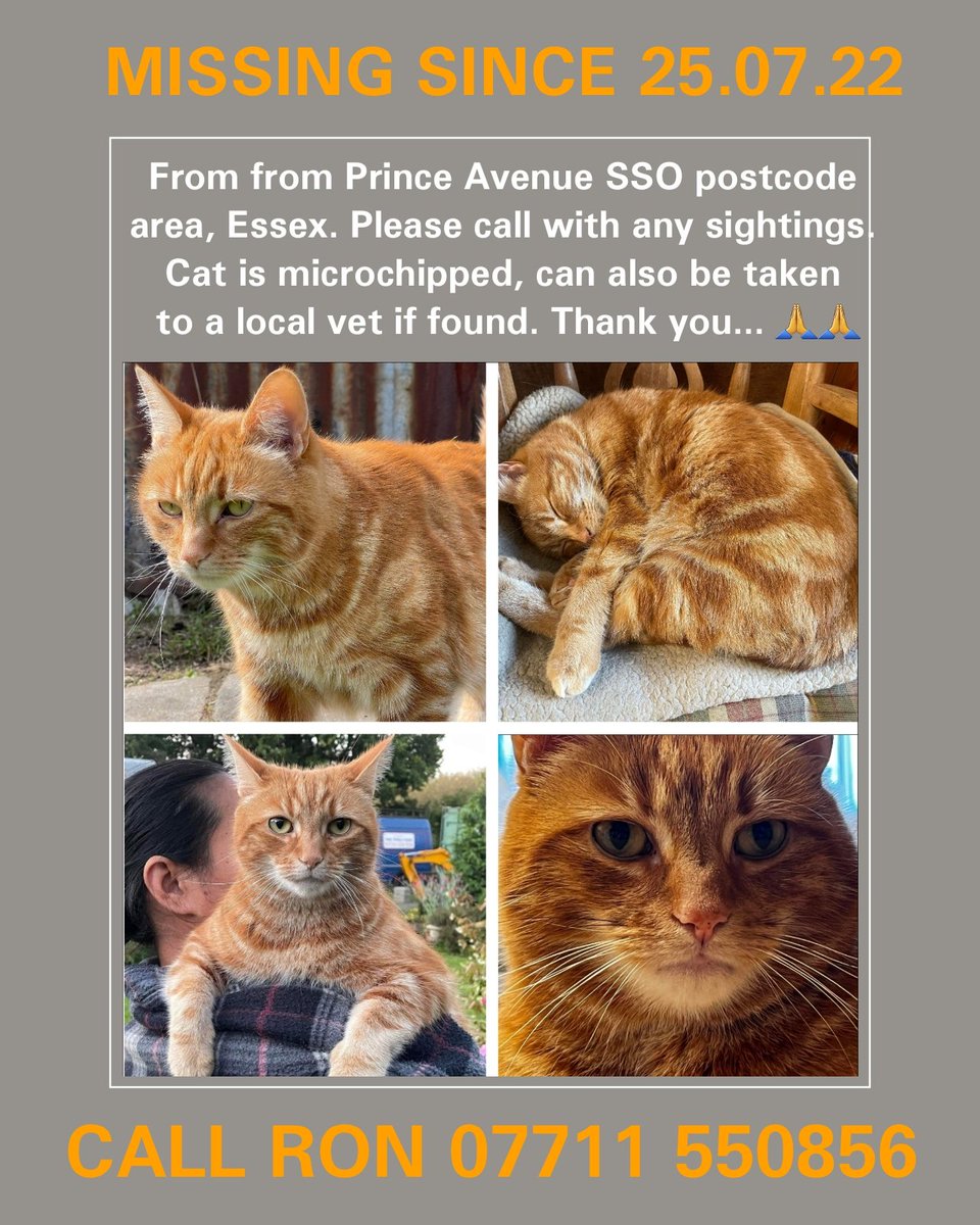 WrennHaye's tweet photo. @PetsLocated lost Ginger Tabby/Orange male cat in Westcliff-on-Sea, Essex SS0. Please call number on flyer with any sightings. Cat is microchipped, can be taken to vet for scanning too.

#lostcats #foundcats #Essex #westcliff #southend #leighonsea https://t.co/LJFimyCx59