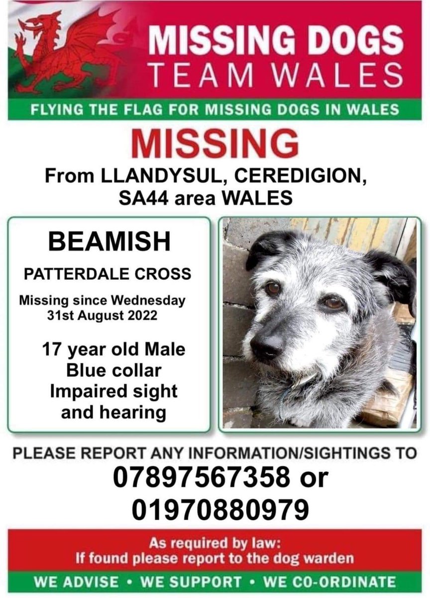 rosiedoc666's tweet photo. ‼️BEAMISH 17YRS OLD MISSING IN #LLANDYSUL AREA #CEREDIGION #SA44 
(On land at Blaen -Cwm - Cadifor )
WED 31/8/22
#PATTERDALE x &amp; ONLY 14INS TALL 
EYESIGHT&amp;HEARING ARE IMPAIRED PLS LOOK OUT FOR HIM 
WAS WEARING Blue Collar
https://t.co/dadVptmnF0
@YesLlandysul @LlandysulCC @bs2510 https://t.co/VNGC6SEdXP