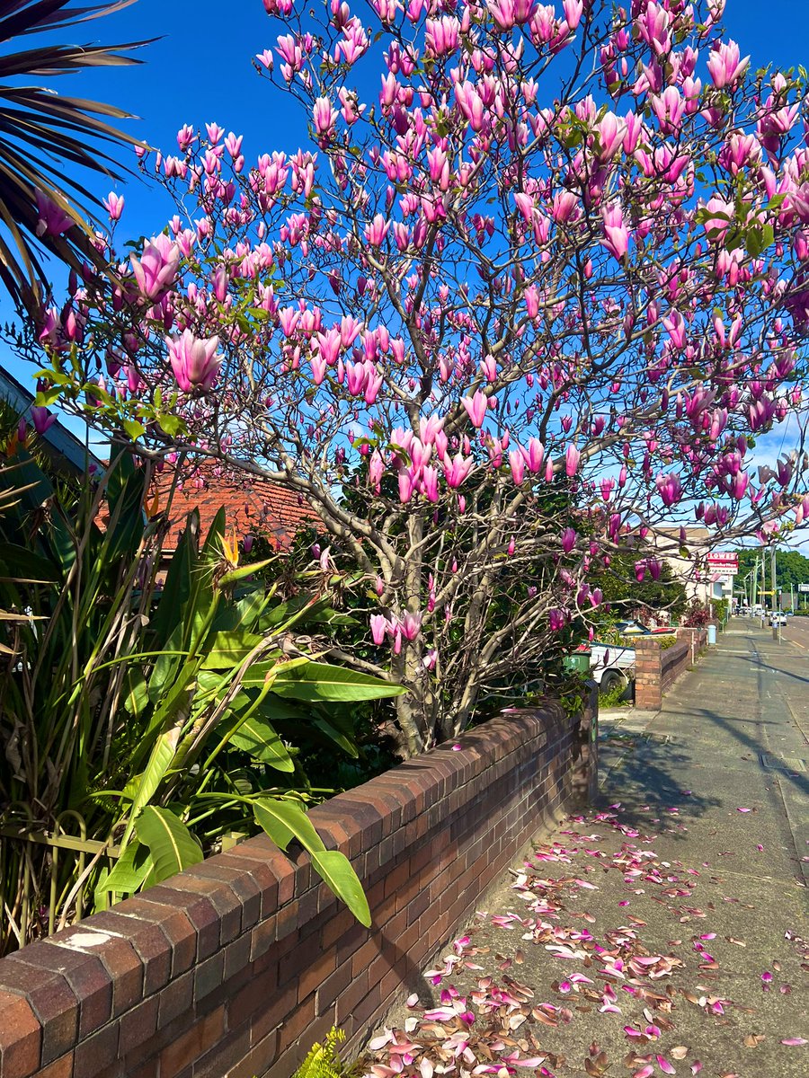 sonzvenom's tweet photo. First day of spring 🌸 https://t.co/DxVtYMqWU1
