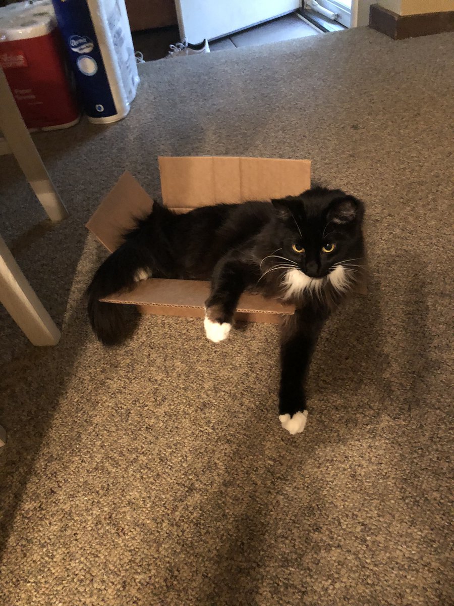 davewilger1's tweet photo. @catdadboomer95 Nice picture, i’ve got this little bundle of love 😻 https://t.co/K5HCjU65Sk
