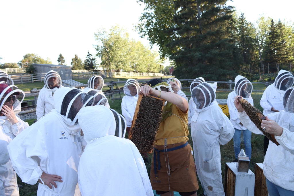ABC Bees Canada tweet media