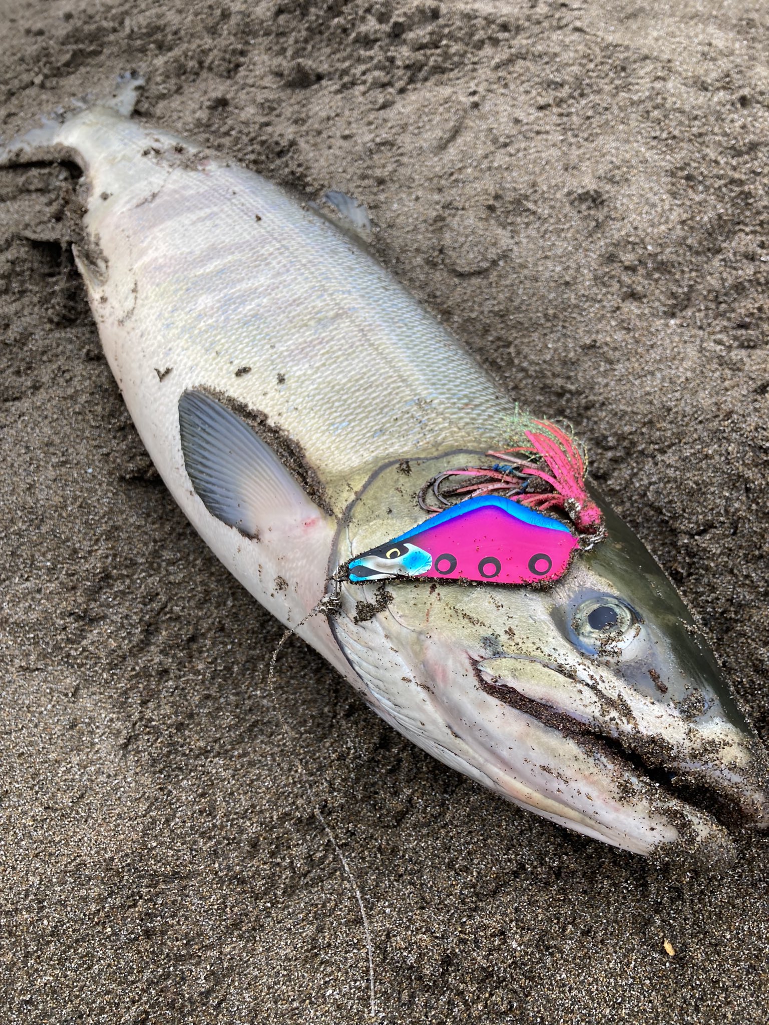 nanaC ルアー アキアジ 鮭