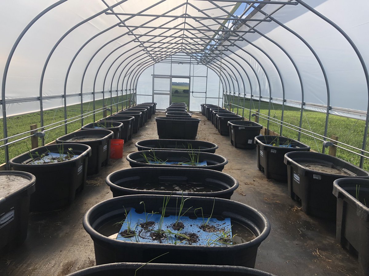 EmiNottingham's tweet photo. The wetland mesocosms are planted! Now to keep them alive through next summer… @ProfMesser @InFellows #NRTfunded #gradStudent https://t.co/ybeJdMXpXu