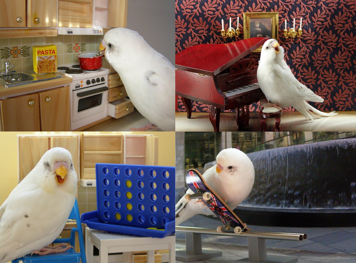 thalassalieri's tweet photo. japanese bird cooking spaghetti and doing other activities #Educateri https://t.co/hmQ2WS9r3y