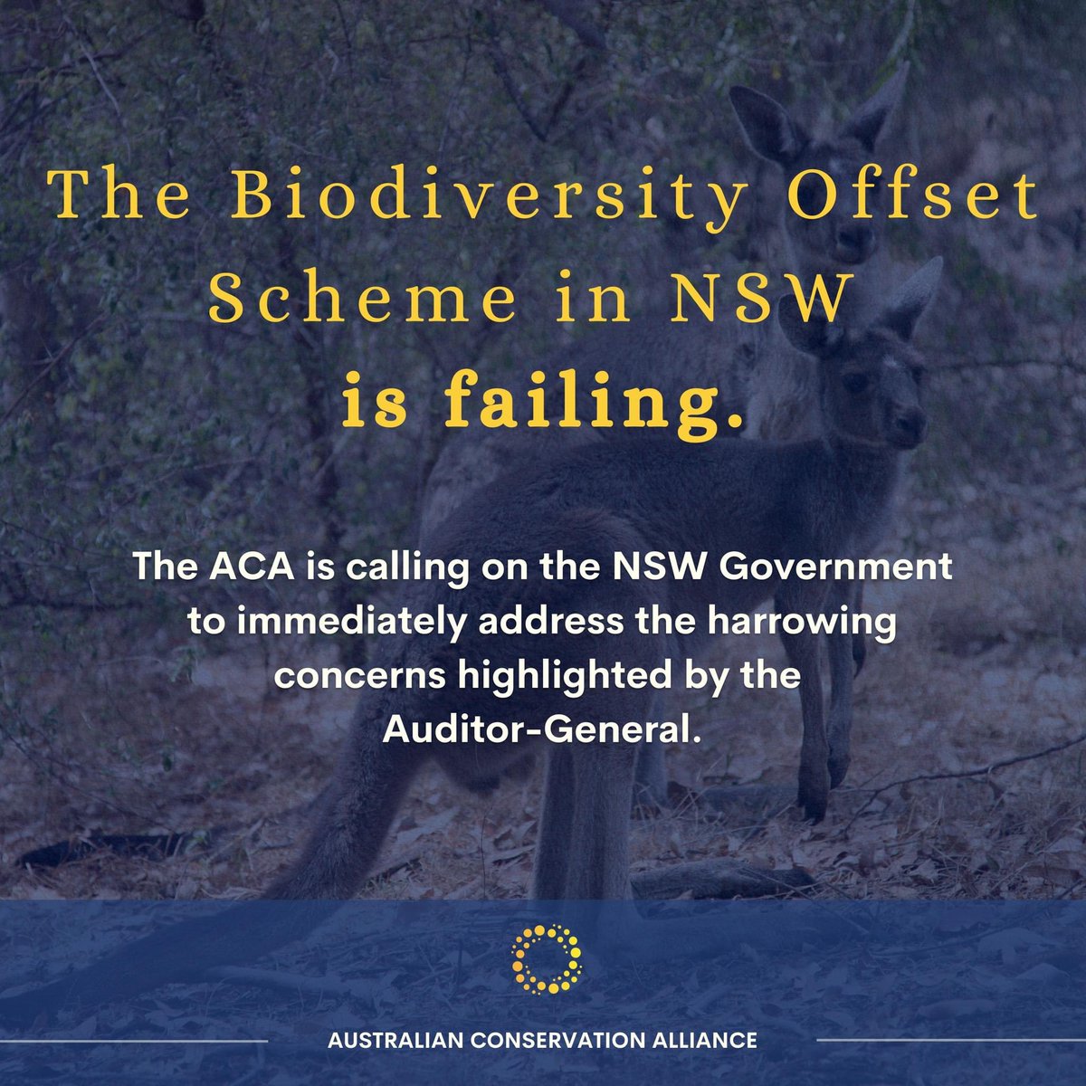 AustralianCons8's tweet photo. The ACA calls upon the NSW Government to heed the warnings of the Auditor-General and urgently resolve our failing biodiversity offset scheme. 

You can read about the Auditor-General’s Report at https://t.co/rkQkQM7nYg

#biodiversity #climate #conservation https://t.co/Bkugomblze