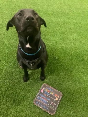 Cash goes to day care on Wednesdays. Today they did back to school pics! I’m not crying or anything 😭