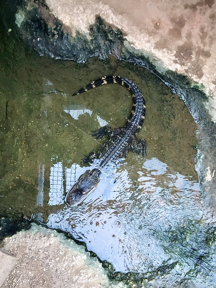 leeslater1990's tweet photo. Some scaly fun @thrigbyhall for #zooawarenessday 

🐊🐍 https://t.co/QDTxRvlJzC