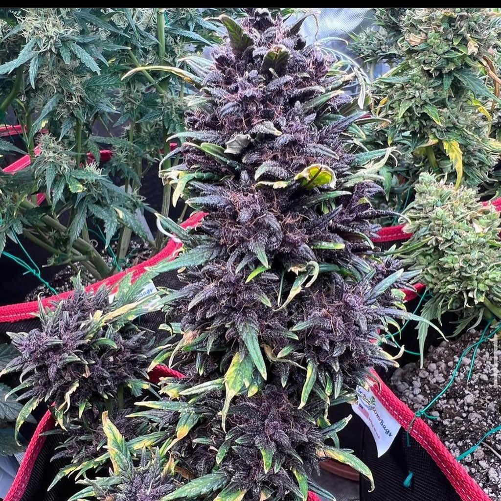 DRG_CraftCanna's tweet photo. Only 3 pks left of the Bloody Runtz Auto Fem dont wait to long or ill be out of stock !! #cannabis #cannabiscomunity #cannabisculture #autofem https://t.co/xCpAUMB6Ba